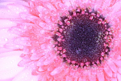 Full frame shot of pink rose flower