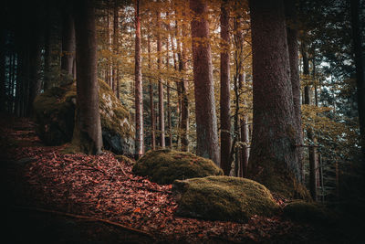 Trees in forest during autumn