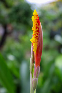 Close-up of rose bud