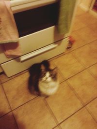 Cat looking away