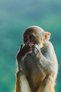 Close-up of monkey sitting outdoors