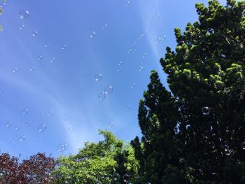 Low angle view of trees against blue sky