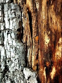 Full frame shot of tree trunk