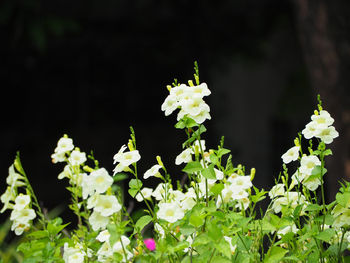 Close-up of flowers blooming outdoors