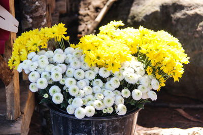 Close-up of yellow flowers in pot