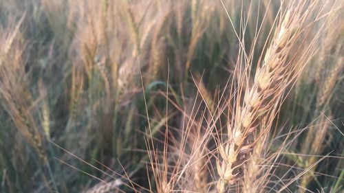 Close-up of wheat growing on field