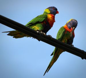 Low angle view of parrot perching on branch against sky