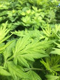 Close-up of fresh green leaves