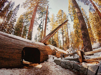 View of trees in forest during winter