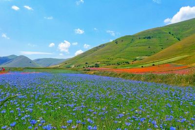 Scenic view of flowering plants on field against sky