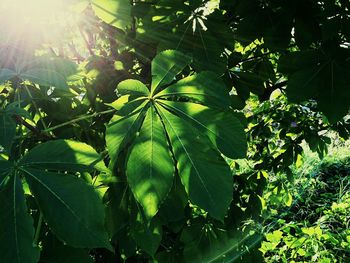 Sun shining through trees