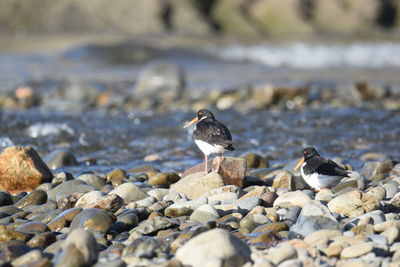 Bird perching on rock at beach