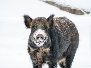 Close-up portrait of boar on snow