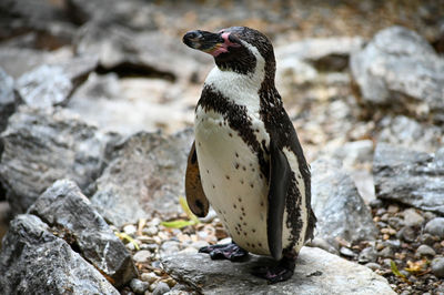 Close-up of penguin