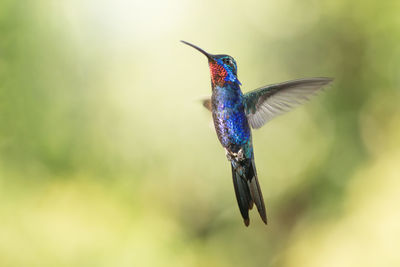 Close-up of a bird flying