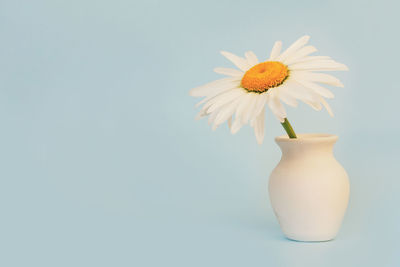 Close-up of white flower in vase