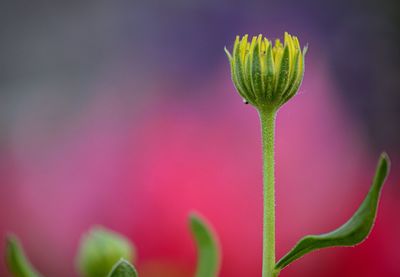 Close-up of pink flower growing outdoors