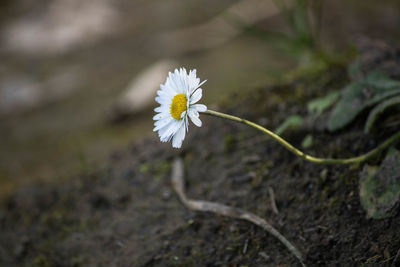 Close-up of white flower blooming outdoors