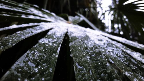 Close-up of wet plant during rainy season