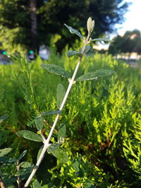 Close-up of plant growing on field