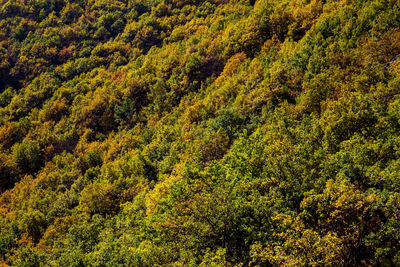 Pine trees in forest