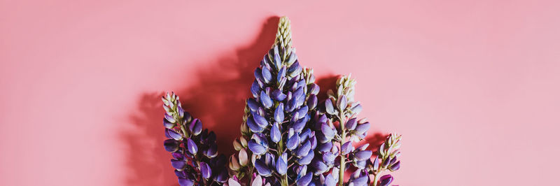 Close-up of pink flowering plant against purple background