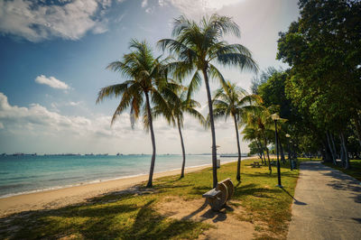 Palm trees on beach against sky