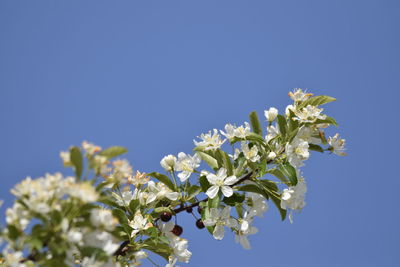 Low angle view of white flowering plant against clear blue sky