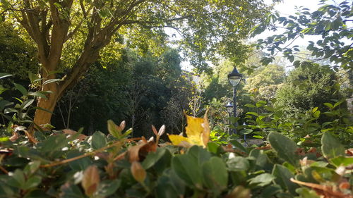 Statue amidst plants and trees