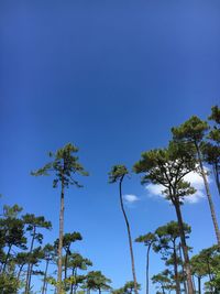 Low angle view of trees against clear blue sky