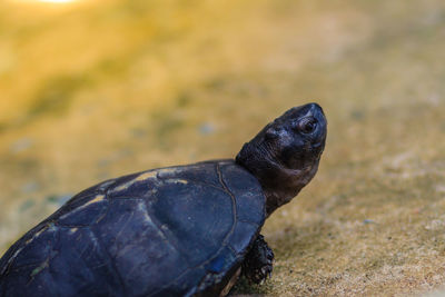 Close-up of a turtle