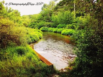 Scenic view of river in forest