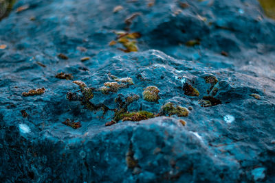Close-up of water on rock