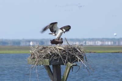 Close-up of bird perching on wooden post by lake against sky