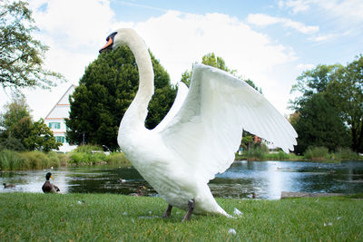 White swan in a lake