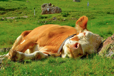 Cow relaxing on field