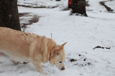 White dog navigating through snowy ground