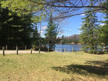 Trees on field by lake against sky