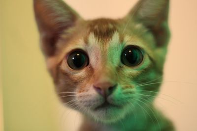 Close-up portrait of a cat