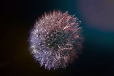 Close-up of dandelion flower at night