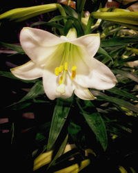 Close-up of white flowers blooming outdoors