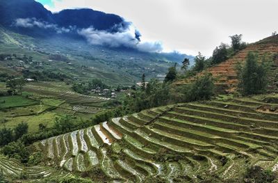 Scenic view of agricultural field against sky