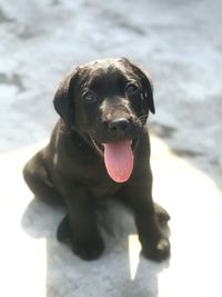 Portrait of dog sticking out tongue