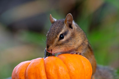 Close-up of squirrel