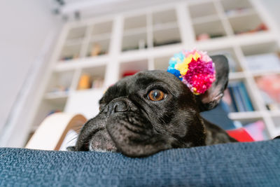 Close-up portrait of a dog with pom pom 