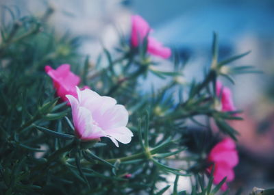 Close-up of pink rose