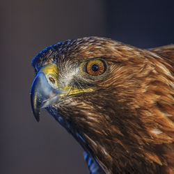 Close-up of a bird looking away
