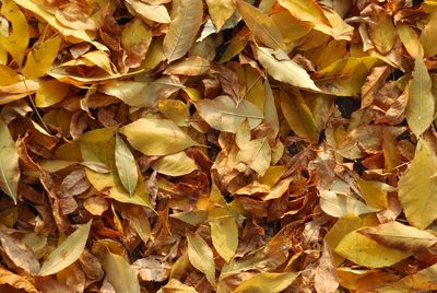 Full frame shot of dried leaves on field