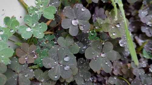 Close-up of wet leaves during rainy season