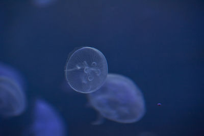 Close-up of jellyfish swimming in sea